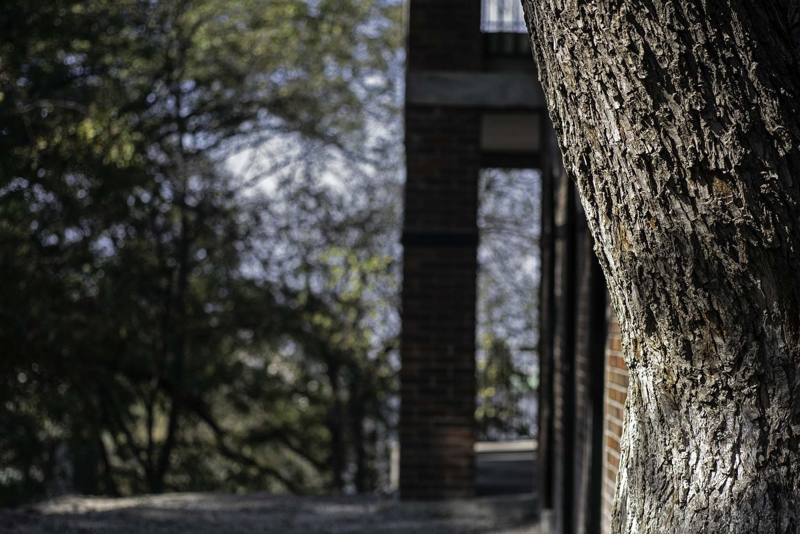 Universidad Carolina – Fase I por Manuel Martínez, Alejandro Madero y Yolanda Ceballos. Fotografía por Francisco Álvarez (The Raws)