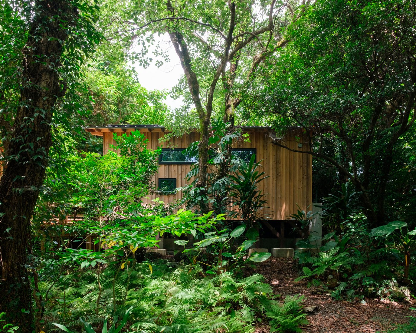 Sumu Yakushima by tono. Photograph by Rui Nishi.