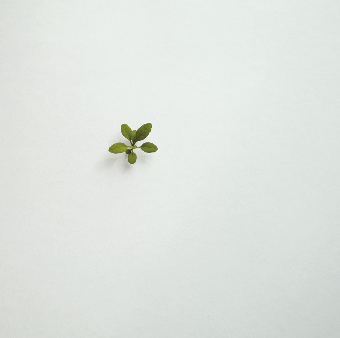 Weeds, 2013. Painted on wood. Photography © Suda Yoshihiro.