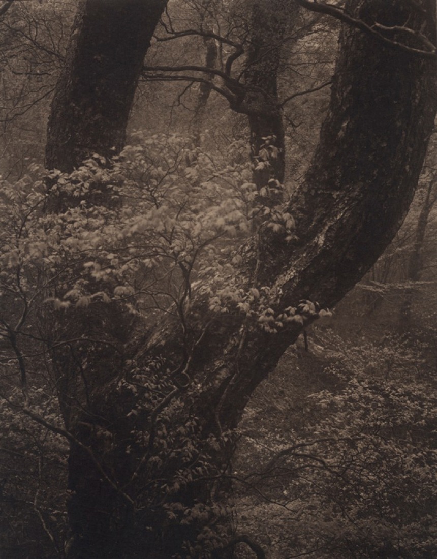 Silent Respiration of Forests. Takeshi Shikama | METALOCUS