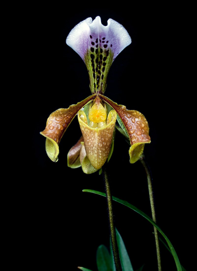 Paphiopedilum gratrixianum. Exoticism and legend of orchids, in the Royal Botanic Garden by Gerardo Torres