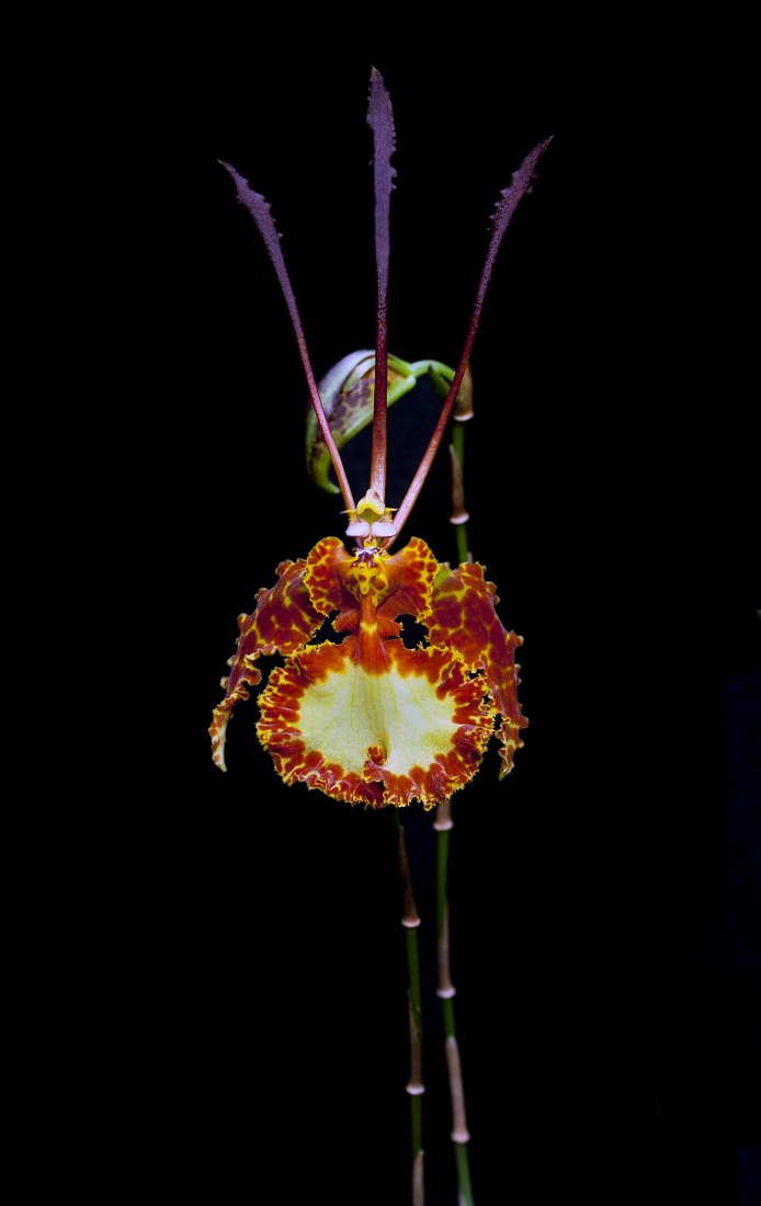 Psychopsis krameriana. Exoticism and legend of orchids, in the Royal Botanic Garden by Gerardo Torres