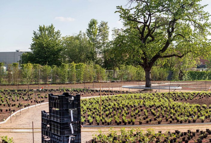 Blooming Campus at the Vitra. Oudolf Garten by Piet Oudolf The