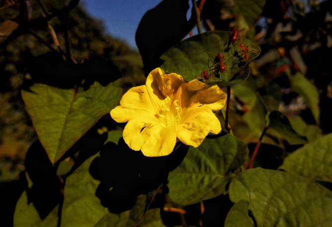 Botanical Silence by Oviul Maruf. Photograph by Oviul Maruf.