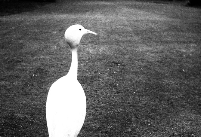 Tarde en Kew Gardens, 1932. 25,24 x 20,48 cm. Private collection, Courtesy Bill Brandt Archive and Edwynn Houk Gallery. Fotografía por © Bill Brandt / Bill Brandt Archive Ltd.