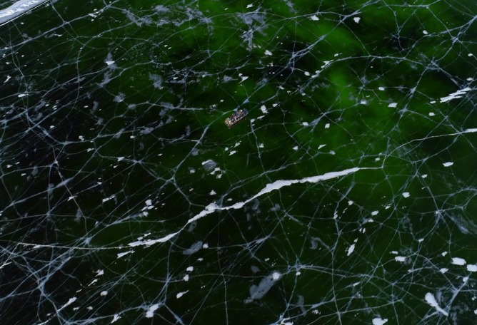Screen shoot from Artificialis, 2020, Film HR, 27’33’’ by Laurent Grasso, Paris 2020. Image by Studio Laurent Grasso, courtesy Perrotin