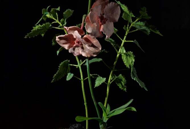 Mat Collishaw,  The Venal Muse. Impetus. 2012 . Photograph Trevor Good. Image courtesy of the artist and BlainSouthern.